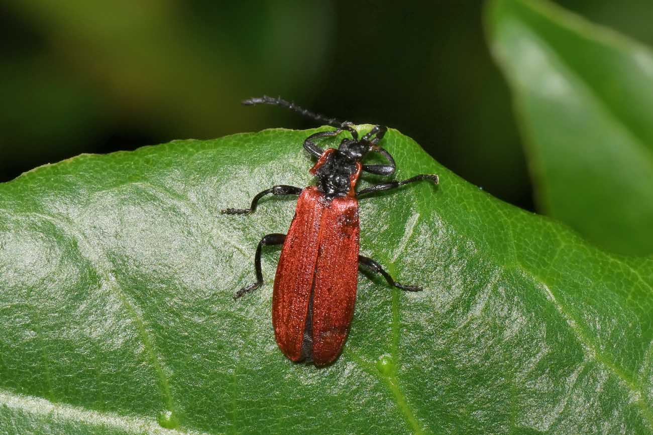 Lycidae:  Lygistopterus anorachilus